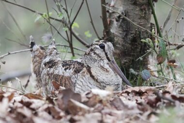 Lai atrastu sloku rudens mežā, ir vajadzīgs ļoti labs putnu suns un pieredze.