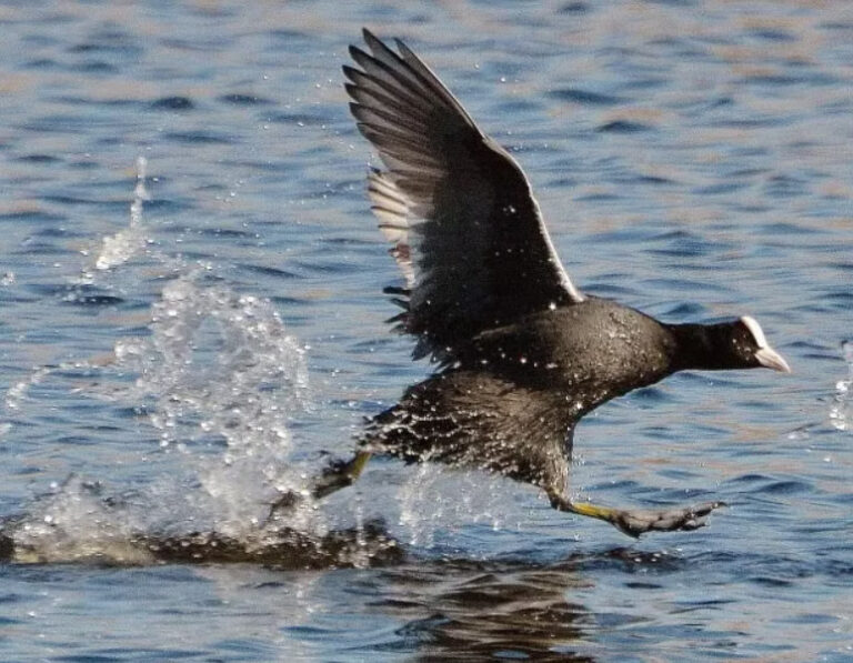 Laucis ieskrienas, ar kājām atsperoties pret ūdeni.