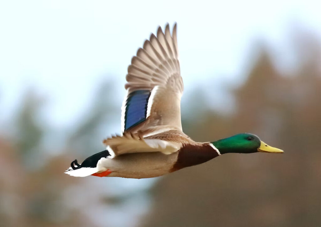 Meža pīle, tēviņš riesta tērpā.