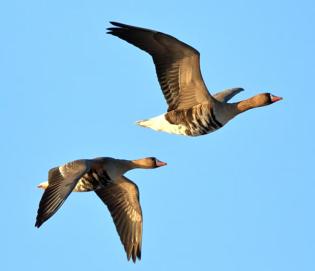 Baltpieres zosis lidojumā, vecie putni.