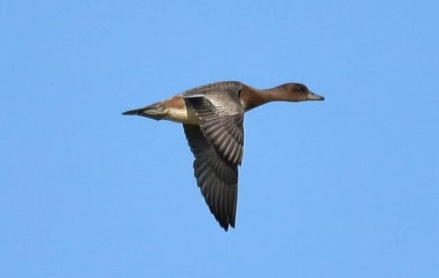 Baltvēderis, jauns tēviņš.