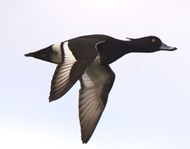 Cekulpīle, tēviņš riesta tērpā.