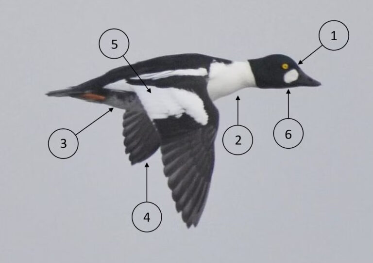 Gaigala, vecs tēviņš.