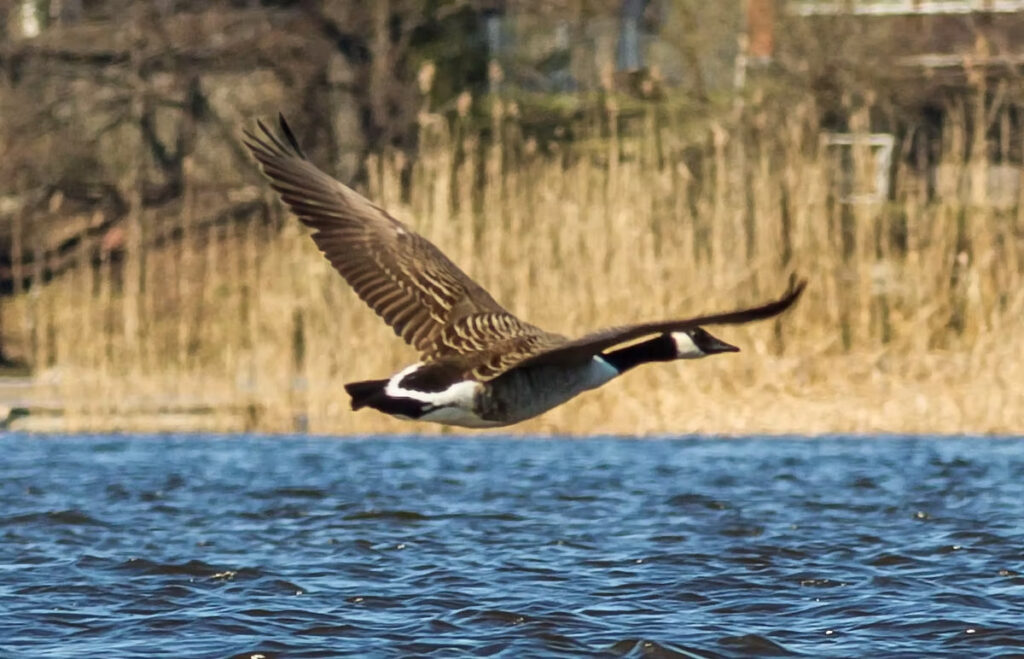 Kanādas zoss lidojumā.