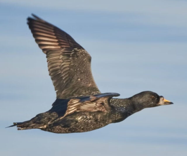 Melnā pīle, tēviņš.