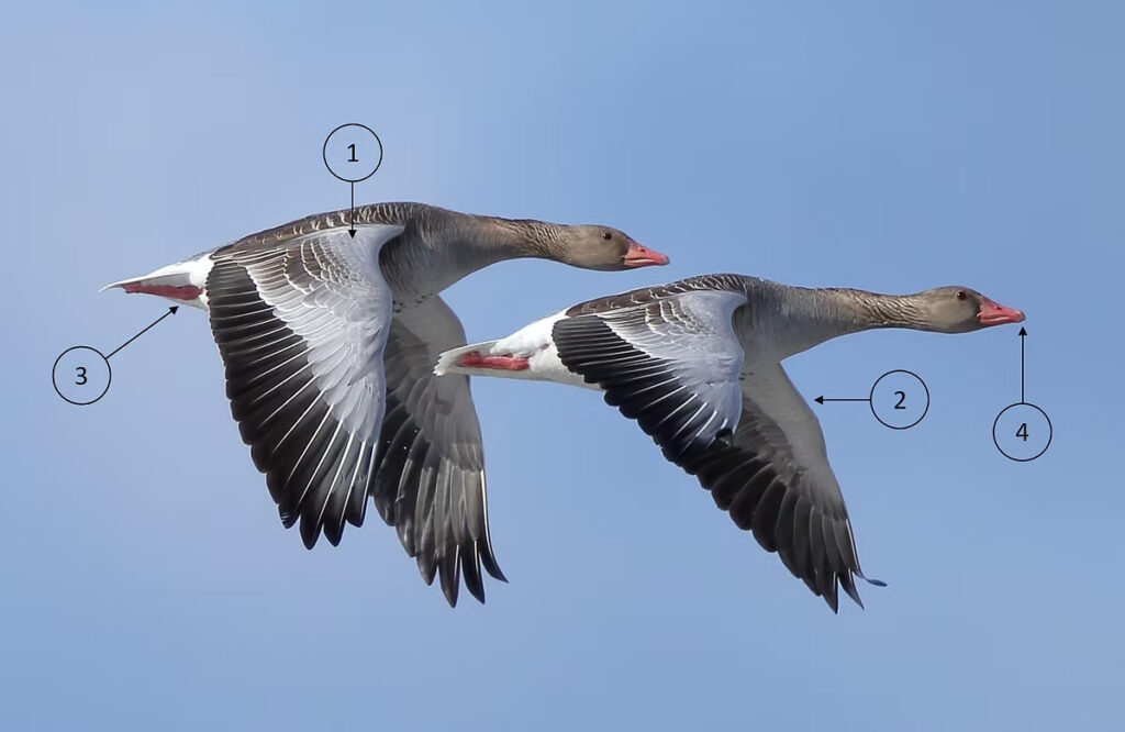 Meža zosis lidojumā, vecie putni.