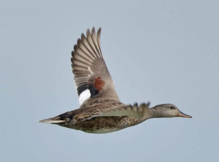 Pelēkā pīle, tēviņš.