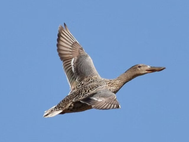 Plaknābis, mātīte.