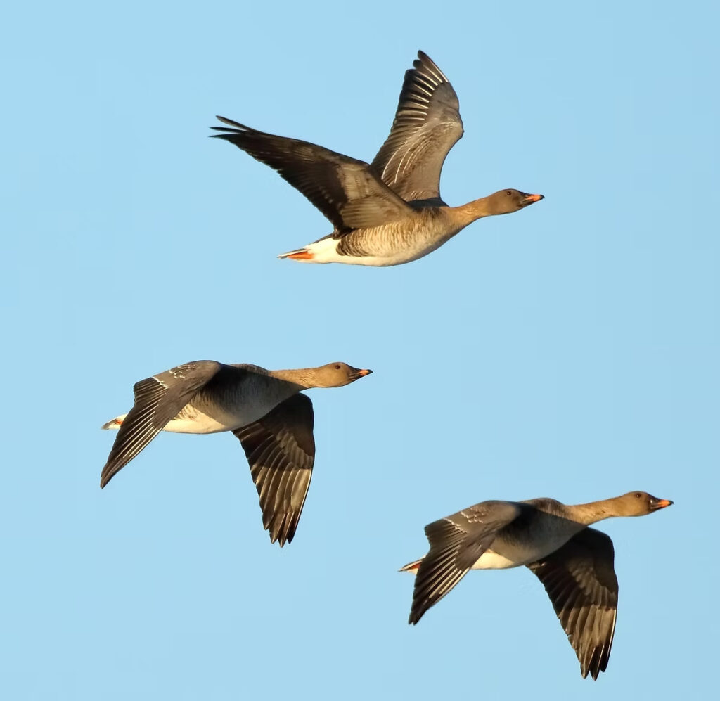 Sējas zosis lidojumā, vecie putni.
