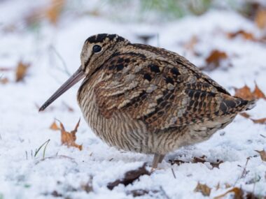 Nīcas apkaime, Dienvidkurzemes novads, 23-Nov-2024.